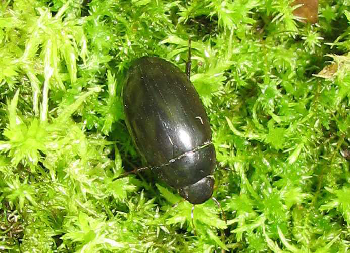 Water scavenger beetle (Hydrophilidae sp.) Water scavenger beetle (Hydrophilidae sp.) Credit: Sally Ray